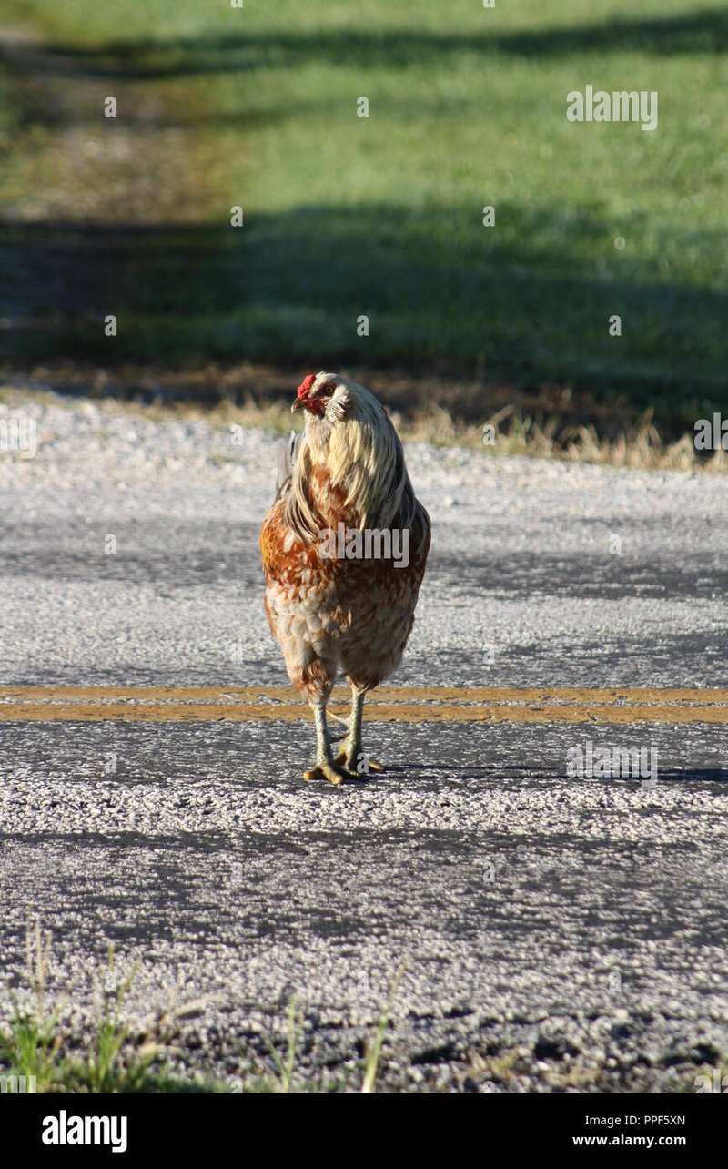 Introduction to chicken road deutschland
