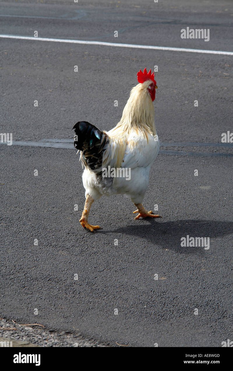 Chicken road casino, chicken road game